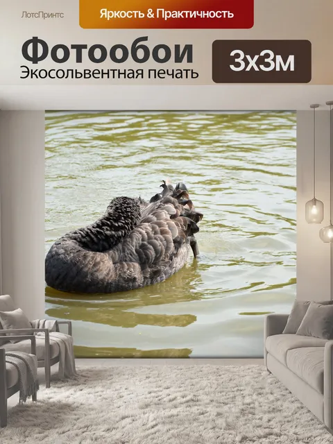 Фотообои Черный лебедь серия 1 водный балет 5