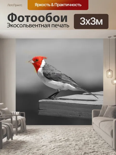 Фотообои Кардинал