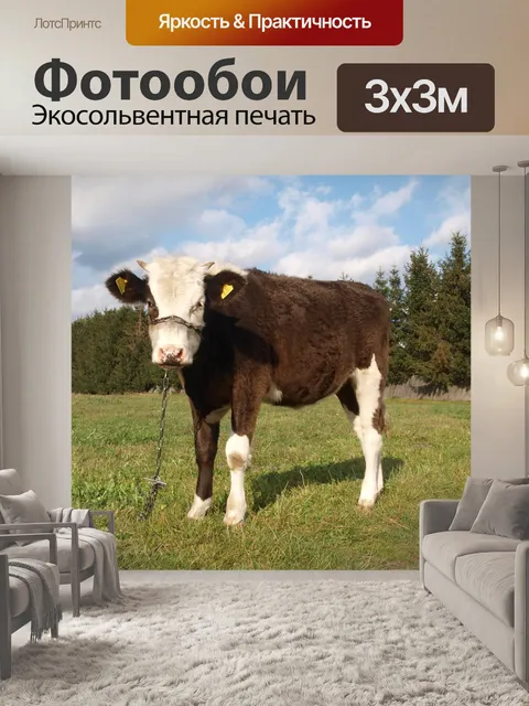 Фотообои Бык на лугу