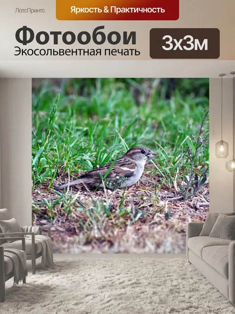 Фотообои Домовый воробей