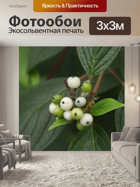 Фотообои Белые ягоды