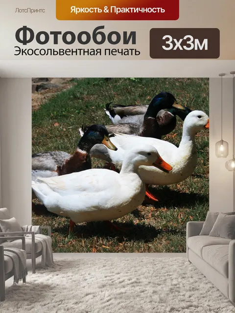 Фотообои белые утки и кряквы
