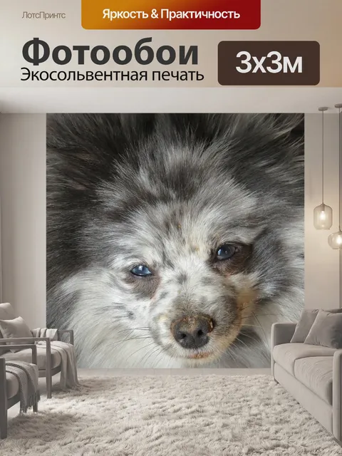 Фотообои Собака