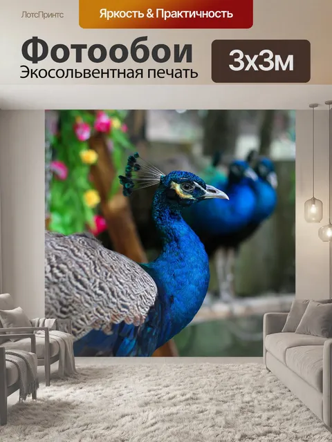 Фотообои Павлин