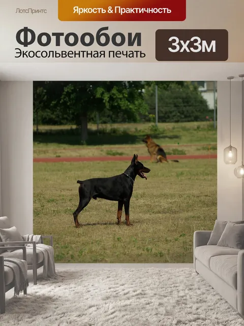Фотообои Доберман