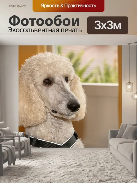 Фотообои Пудель