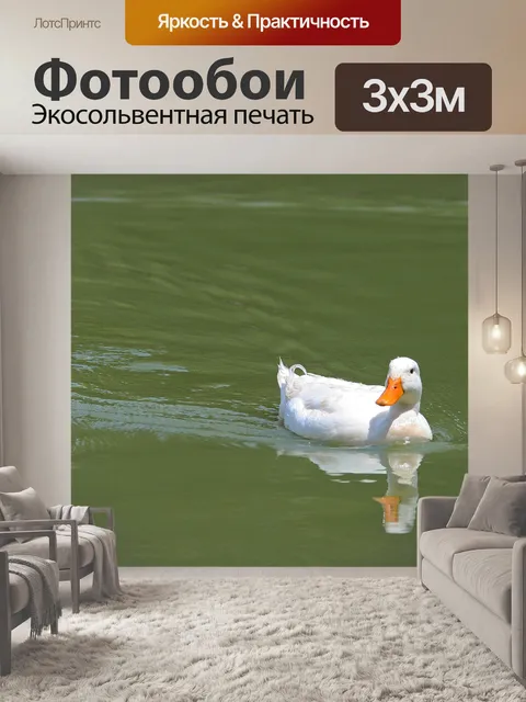 Фотообои белая утка плавание