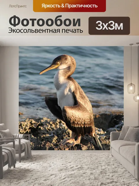 Фотообои Баклан