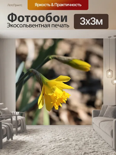 Фотообои Жёлтый нарцисс и бутон