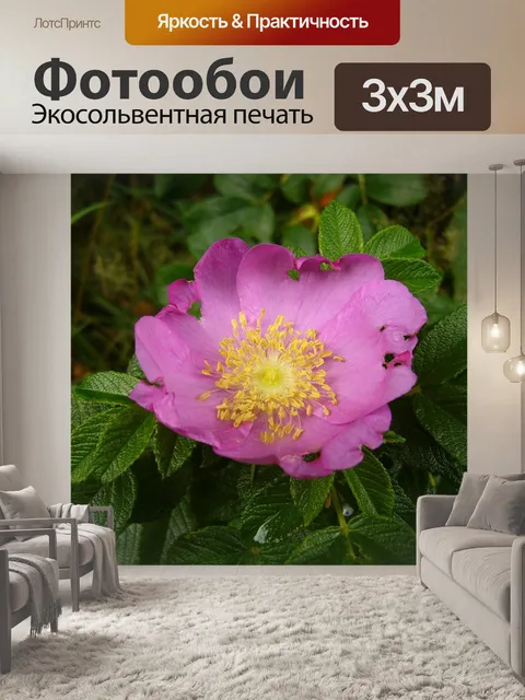 Фотообои Хаманхаманасуасу