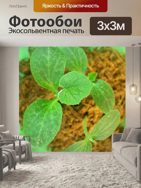 Фотообои Молодое дерево