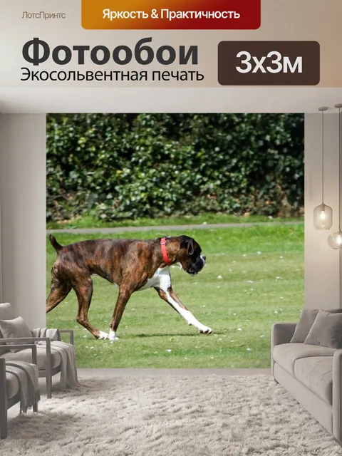 Фотообои Боксер собака