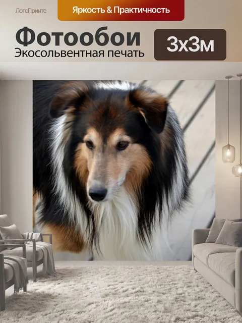 Фотообои Колли
