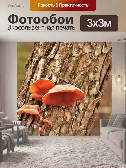 Фотообои Браун Вуд Ухо грибок на дереве