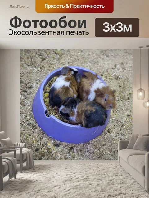 Фотообои морская свинка