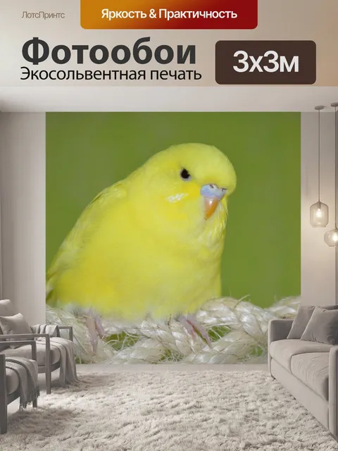 Фотообои Волнистый попугайчик
