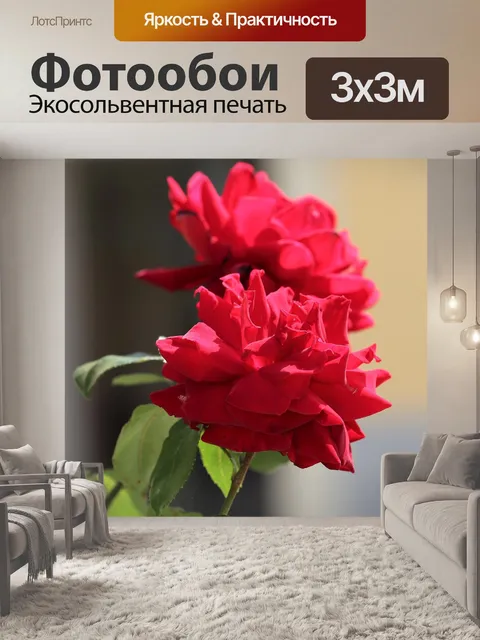 Фотообои Две красные розы