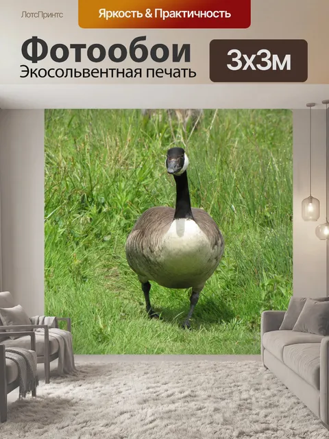 Фотообои Дикий гусь 2