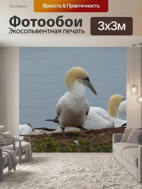 Фотообои Северная олуша