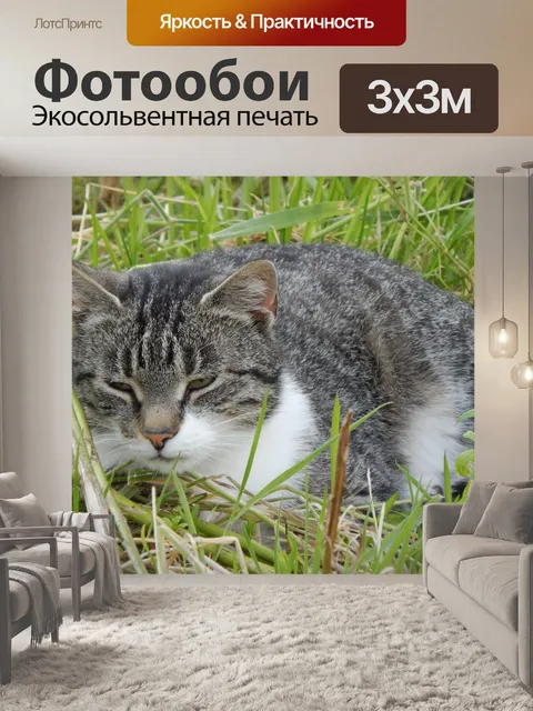 Фотообои Кошка