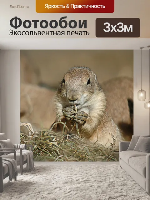 Фотообои Луговая собачка