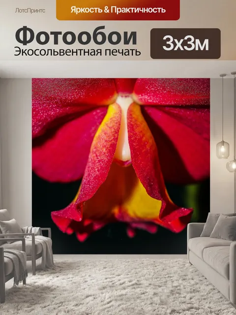Фотообои Цветок орхидеи