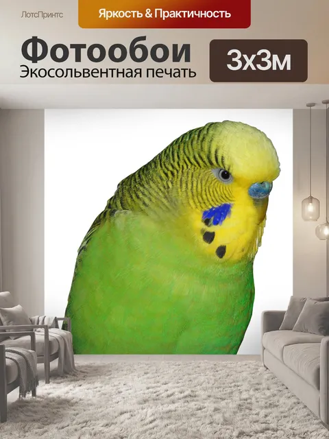 Фотообои Волнистый попугайчик