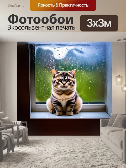 Фотообои шотландская вислоухая кошка, сидящая на подоконнике, внимательно наблюдает за падающими каплями дождя