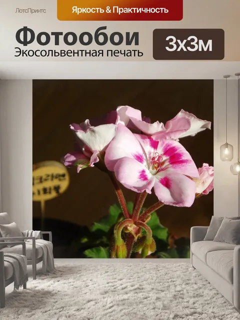 Фотообои Герань