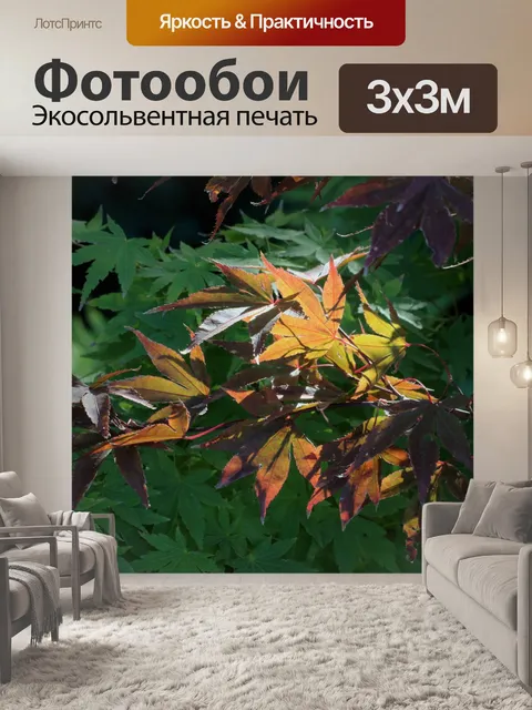 Фотообои Осенние листья выделены