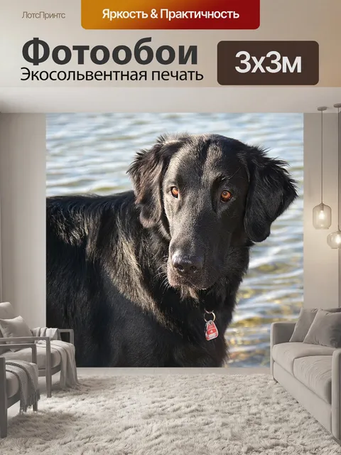 Фотообои Собака