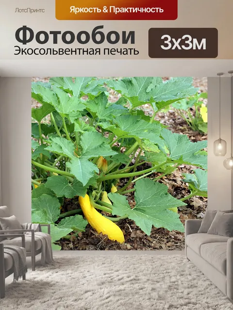 Фотообои Желтый сквош на растении