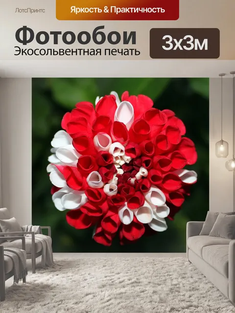 Фотообои Георгины