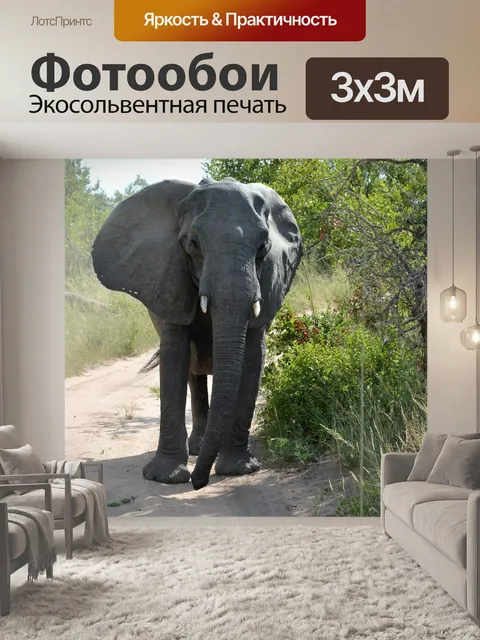 Фотообои Слон