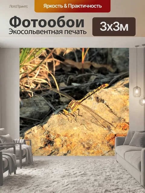 Фотообои Равнина Clubtail Стрекоза на скале