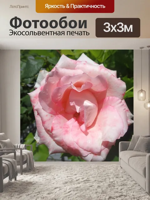 Фотообои розовая роза