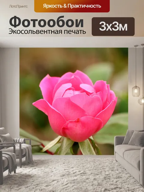 Фотообои Розовая роза крупным планом