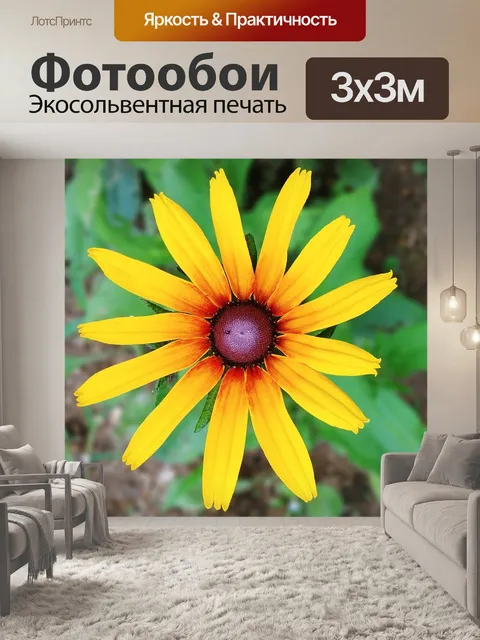 Фотообои Рудбекия