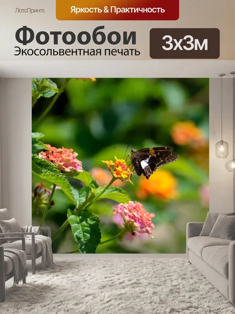 Фотообои Шкипер Бабочка