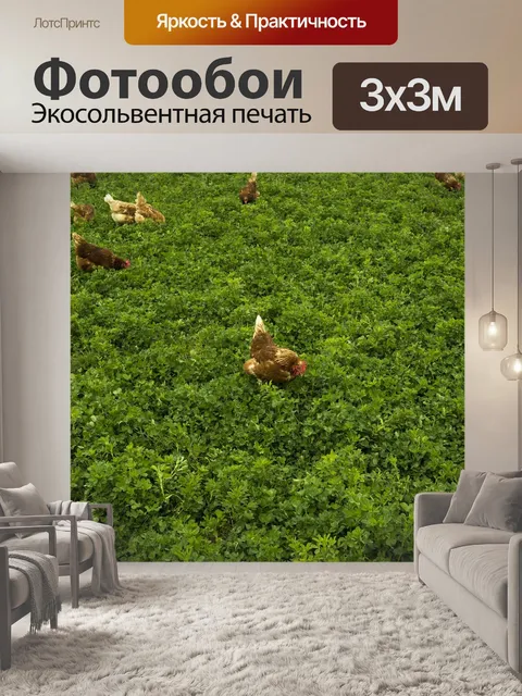Фотообои Курица