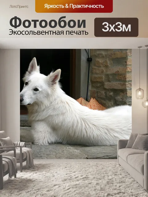 Фотообои Белая овчарка