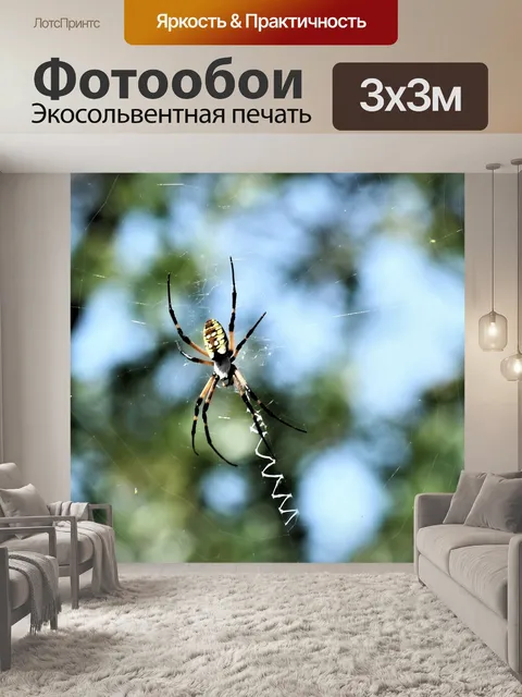 Фотообои Желтый садовый паук в Интернете