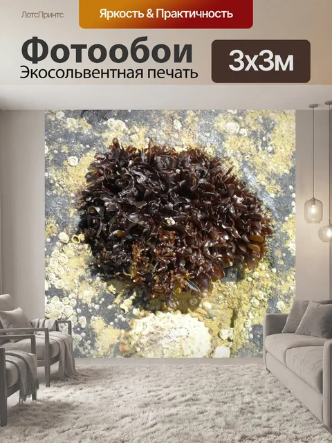 Фотообои Морские водоросли