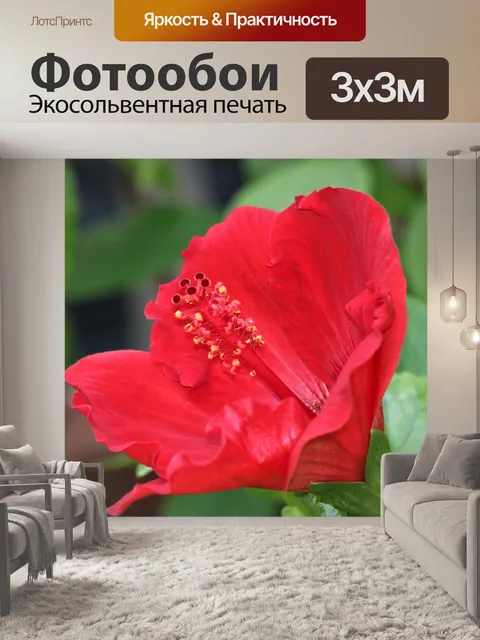 Фотообои Красный цветок Гибискус