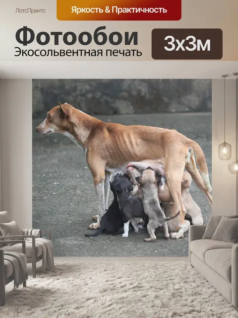 Фотообои Собака мать