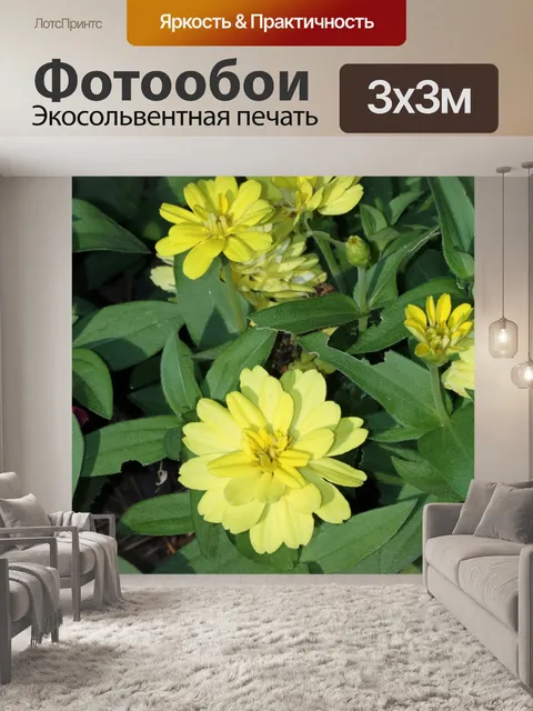 Фотообои Желтые цветы Циннии