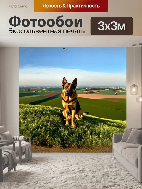 Фотообои немецкая овчарка расположилась на вершине зеленого холма