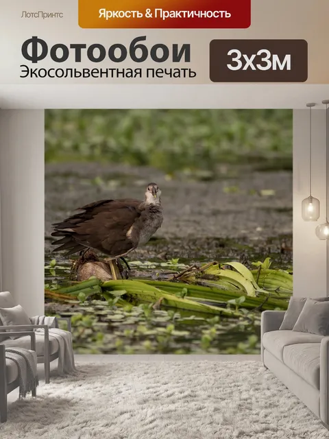 Фотообои Вода курица