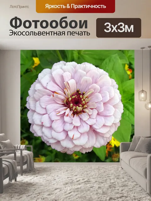 Фотообои Цинния
