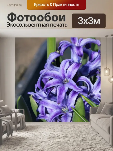 Фотообои Фиолетовый гиацинт цветет крупным планом